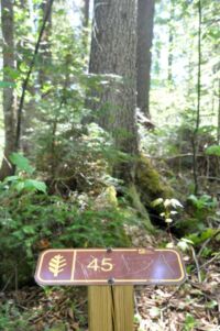 Brožury s výkladem o místním ekosystému jsou pouze francouzsky, takže jen smutně míjíme očíslované zastávky.