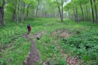 Šplháme strmou stezkou nazvanou Thunderbolt na vrchol hory Greylock.