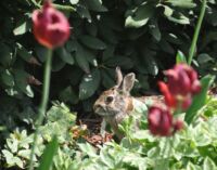 Volně běžící zajíc.