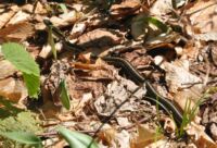 Jedna místní užovka.