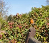 Jeden z krotkých pěvců londýnských parků