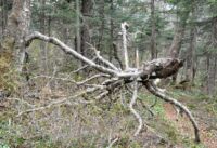 Zdřevěnělá chobotnice.