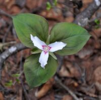 Trillium. Česky trojatec.