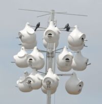 Pobyt některých druhů správa rezervace podporuje instalací umělých hnízd.