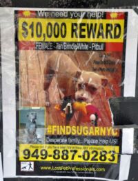 Odměna 10.000 dolarů za nalezení pitbulla.