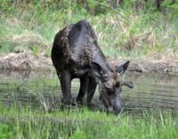 Osobně potkáváme jednoho majestátního losího samce.