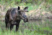 Zvědavě ho pozorujeme a fotíme, jak se krmí vodními rostlinami.