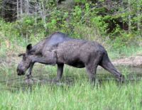 Vůbec si nás nevšímá.