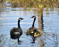 U vodní plochy nazvané Wolf Howl Pond („rybník vlčího vytí“) pozorujeme páreček hus kanadských s mláďaty.