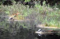 Jsou tu desítky očíslovaných želv, které se vyhřívají na slunci.