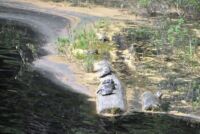 Jsou tu desítky očíslovaných želv, které se vyhřívají na slunci.