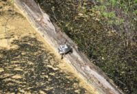 Jsou tu desítky očíslovaných želv, které se vyhřívají na slunci.