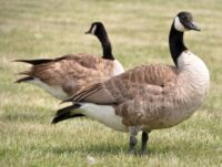 Berneška velká. A nebo taky prozaičtěji husa kanadská.