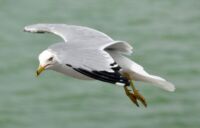 Jako by vás chtěli klovnout do oka.